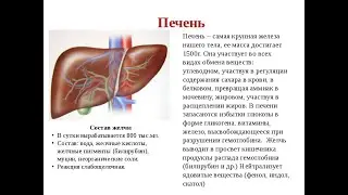Печень с точки зрения эндокринологии.