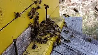 Наша пасека ранняя весна