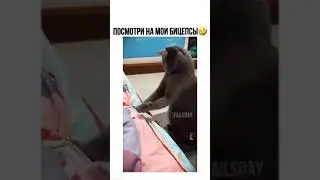 кот с бицухой. мощный