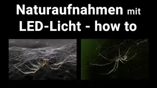 LED-Licht bei Naturaufnahmen für Film und Foto - ein  how to-Video