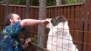 Белый алабай