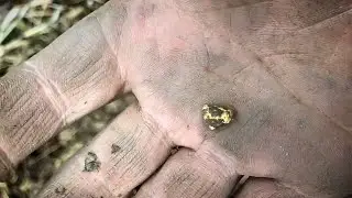 Видео от подписчика. Приборное золото Minelab GPZ 7000.  Катушка X-Coils 15" в деле