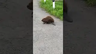 Бобр Бобер beaver