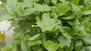 #plants#beerakaya harvest #harvest#maa beera paadu chudandi antha pedda beerakaayalu kaasindo#yamu