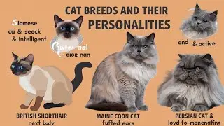 Cat Breed and Their Personalities!|| Most Popular British Cat Breeds That Will Steal Your Heart!