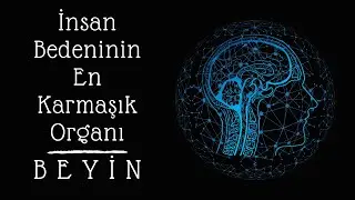 Beyin Lobları ve İşlevleri - İnsan Bedeninin En Karmaşık Organı