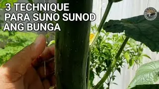 3 Tips Paano pabungahin ng sunod sunod ang tanim