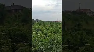 Раньше были сады Кубани. #краснодар #жизньнаюге