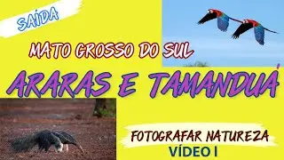 SAÍDA FOTOGRÁFICA MS   PARTE l