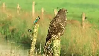 Vroege Vogels - IJsvogel en buizerd gebroederlijk naast elkaar