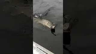 Хватай за жабры!  #рыбалкавкарелии