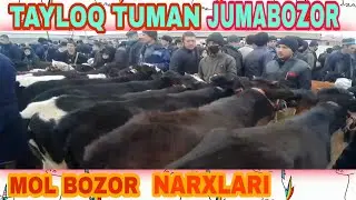 TAYLOQ TUMAN JUMABOZOR MOL BOZOR NARXLARI🐃🐄🐄🐄🐄🐄🐂🦬🦬🦬🦬🦬