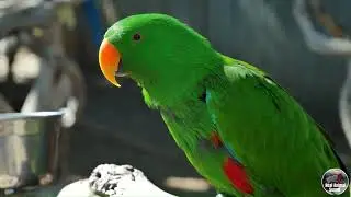Magnificent birds   stunning nature  Stress relief, relaxing bird sounds Eagle Owl Seagul Pigeons Bu