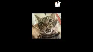 Random Cat🐈