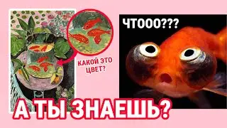 ВИКТОРИНА о ЦВЕТЕ🎨 Проверь свои ЗНАНИЯ!
