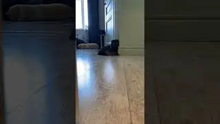 Кот спалил слежку. 5 минут из жизни кота.  