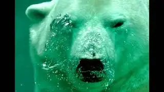 Polar Bear 1 Hour Sound Wild Animals