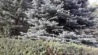 В ботаническом саду 1