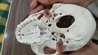 skull model | norma basil's |inferior of skull | part 3