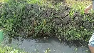 cari ikan buat lawuh (team penyelamat ikan tenggelam)