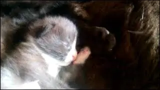 Фима почти глаза открыл.