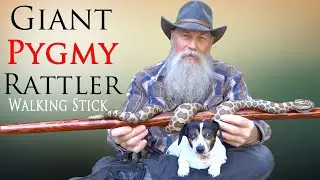 Carving a Massasauga Rattlesnake Walking Stick