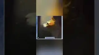 Клип улыбка|коты воители львиносвет воробей остролистная листопад голубка