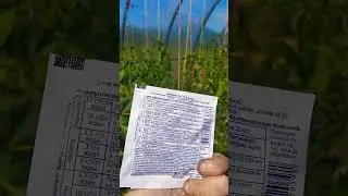 Профилактика фитофтороза и других болячек у томата