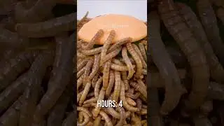 10 000 Mealworms vs. Candy Hamburger