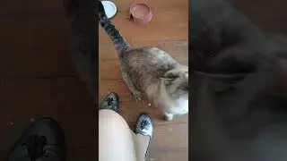 Симочка - кофе с молоком