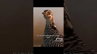 степные тетерева