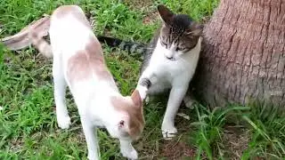 Cats Acting Ruthless