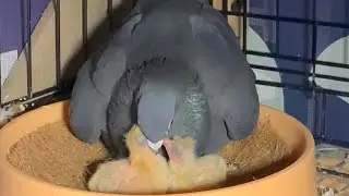 HOW PIGEONS FEED THEIR NEWBORN BABIES | BREEDING SEASON 2022 #racingpigeon #kabutar #pigeonlover