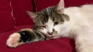 Бәхетле бул,ирем, мин китәм...35 бүлек.