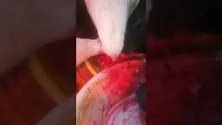 У птицы./Городская ёлка./Не новые обновки./Почём яйцо сегодня.
