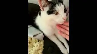 Киса-кошка.