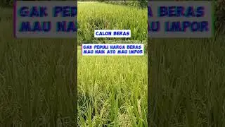 calon beras jendral