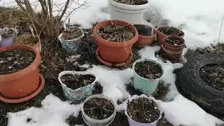20.05.2024. На даче ❄️❄️❄️❄️🥶.