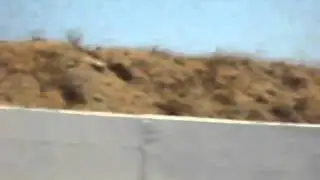 Mexican Adventure / Cacti