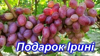 Подарок Ірині 2023