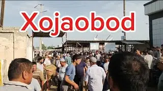 Хожаобод хайвон бозори Факат сотилганлари 29.08.2024 #vodiydansado #tezkor