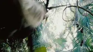 Jack Sparrow Video