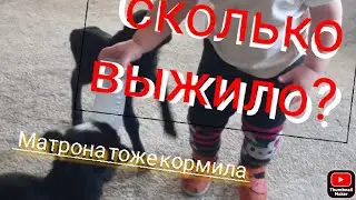 Итоги по #ягнятам/#телочке  месяц!