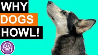Why Do Dogs Howl?