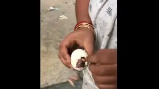How to take out Duckiling from eggs