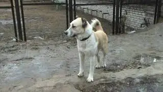 Молодая сука алабая Кайше балуется:-)