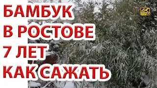 Как сажать бамбук в открытом грунте. Наш опыт в Ростове-на-Дону