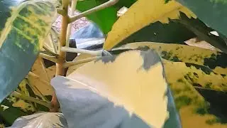Cantinho Amor e Plantas 🌱 está ao vivo!