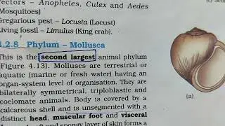 Phylum Mollusca characteristics #mollusca #animalkingdomclass11