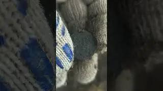 НАХОДКИ ТАК И ПРУТ